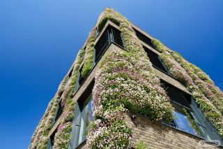 Vždy se velmi těšíme na začátek léta, kdy naše zelené fasády rozkvetou a dají budovám krásné živé barvy. Skvělý způsob jak...
