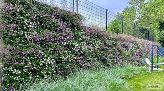 Řešíte u svého domu problémy s akustikou, nepříjemné sálání tepla, nebo máte jen malou zahradu? Ozeleňte svou nemovitost...