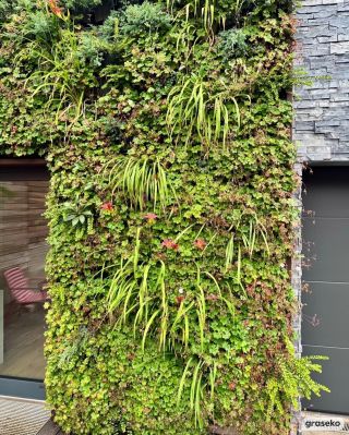 Sotva v živé stěně odkvetly Kakosty, začínají se objevovat jednodenní květy Denivek, které budou zelenou fasádu zdobit...